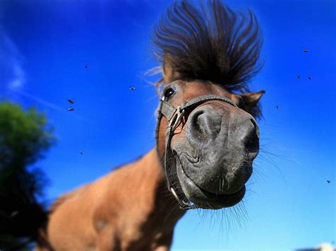 Funny Horse Wallpapers - Top Free Funny Horse Backgrounds - WallpaperAccess