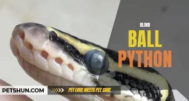Image result for Chris Hardwick Ball Python