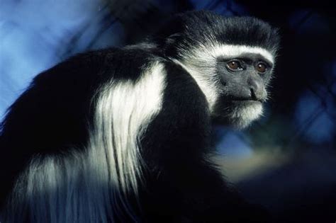 56年属猴能活多少岁，一生运程如何-76星座网