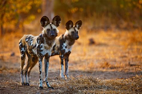 Download Painted Wolf Africa Wild Dog Animal HD Wallpaper