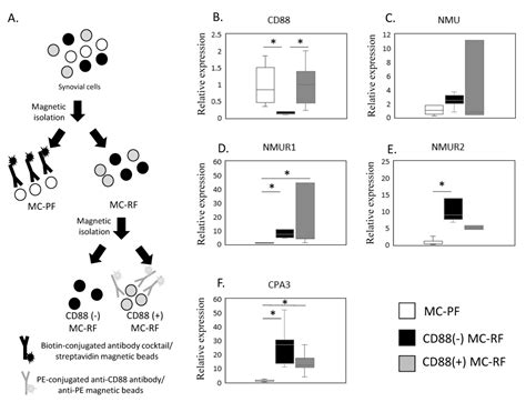 Increased NMUR1 Expression in Mast Cells in the Synovial Membrane of ...