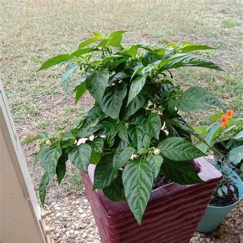 RIP to our little black goldfish friend. May they forever live on in ...