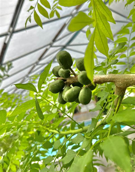 Red Spanish Hog Plum Tree - Ciruela, Jocote – Everglades Farm