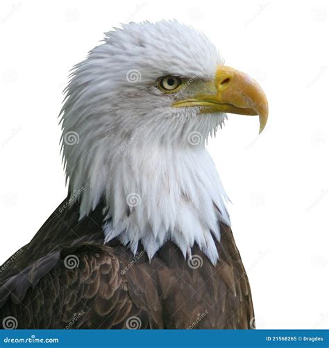 Bald Eagle head isolate stock image. Image of alert, animal - 21568265