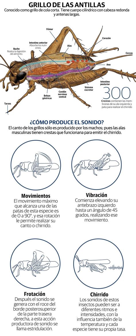 Grillo En Ingles Translate at Noah Ling blog