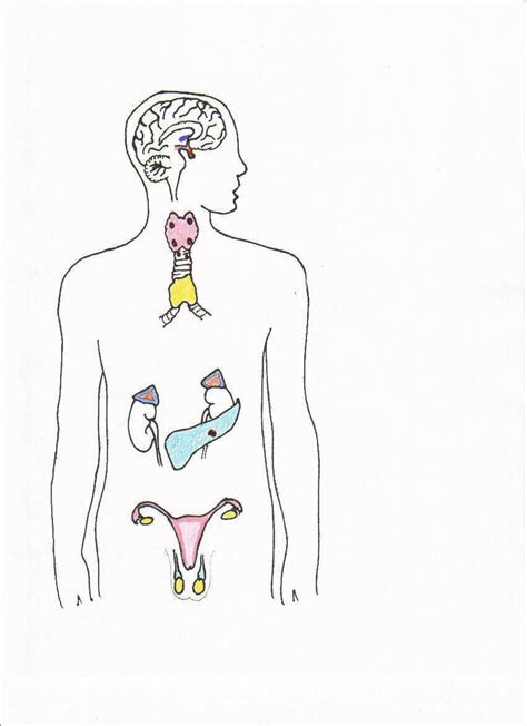 Image result for Endocrine System Transparent Background