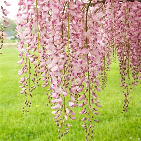 Spring Hill Nurseries 2.5-Quart in Pot Pink Ice Japanese Wisteria Vine ...