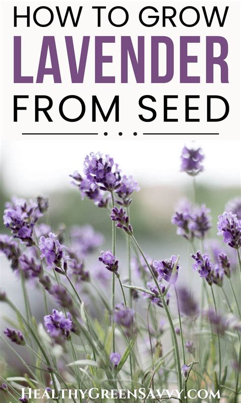 How to Grow Lavender from Seed in 8 Easy Steps