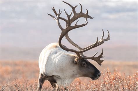Caribou Behavioral Adaptations