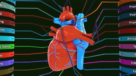 3D model Human Heart Anatomy Labeled VR / AR / low-poly | CGTrader