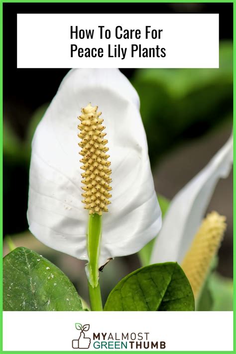 Peace Lily: Benefits, Types & Care Guide - My Almost Green Thumb