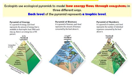 Natural Ecosystem Examples 的图像结果