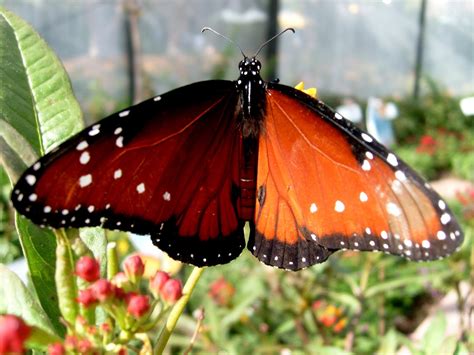 Creation - The Written Truth: MONARCH BUTTERFLY, QUEEN BUTTERFLY, COMMON CROW BUTTERFLY ...