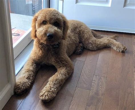 Miniature Goldendoodle Dog Breed Information and Pictures