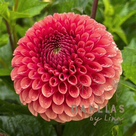 Dahlia Copper Boy – Dahlias By Linn