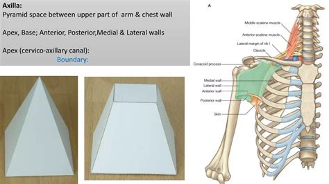 Boundaries & contents of Axilla | PPTX