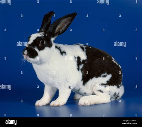 Standard rex rabbit hi-res stock photography and images - Alamy