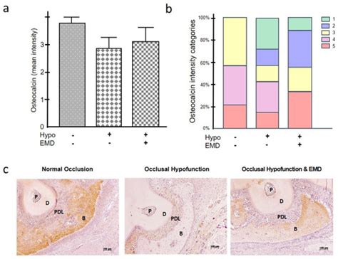 Influence of Occlusal Hypofunction on Alveolar Bone Healing in Rats
