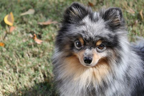 Blue Merle Pomeranian