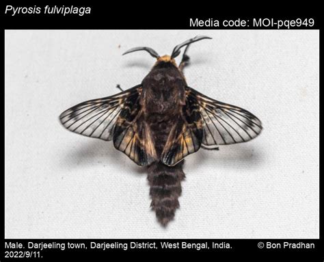 Pyrosis fulviplaga (de Joannis, 1929) - | Moths