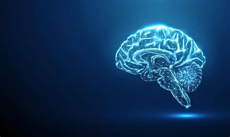 Image result for Brain