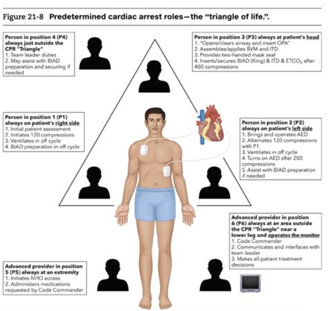 Section Four - Resuscitation Flashcards | Quizlet