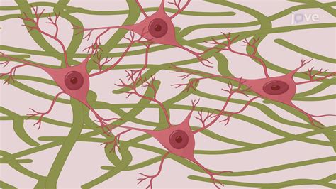 Image result for ImageJ Software Java Version 8