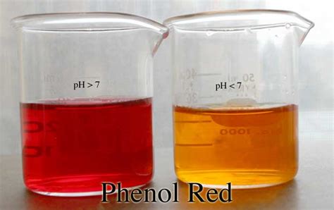 Image result for Phenol Red Color Chart