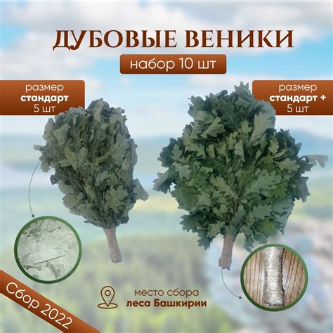 Дубовые веники для бани и сауны 10 шт сбор 2023г. (Башкирия) - Веник ...