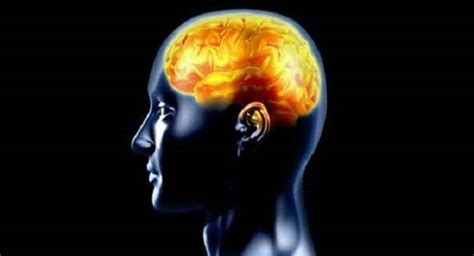 Human brain cells tend to develop throughout life | TheHealthSite.com