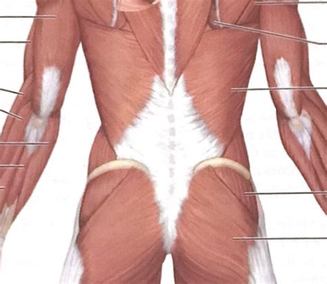 Lower Back 的图像结果