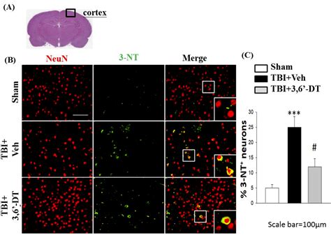 Post-Injury Neuroprotective Effects of the Thalidomide Analog 3,6 ...