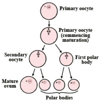 Human Reproduction Free MCQ Practice Test with Solutions - NEET