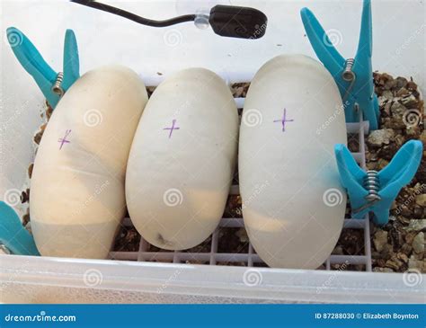 Image result for Ball Python Eggs Dimpling