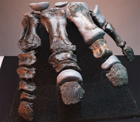 Original Material Fossils How Artists Make Replicas Of Dinosaur