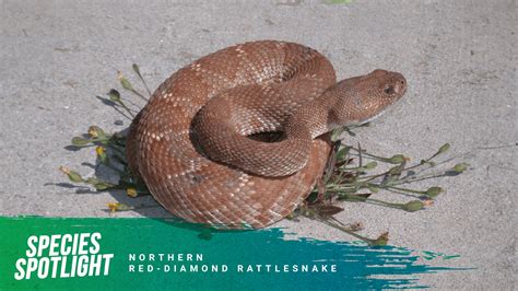 Red Diamond Rattlesnake Red Diamond Rattlesnake Hi Res Stock