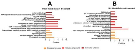 Effect of Hydroxyurea on Morphology, Proliferation, and Protein ...