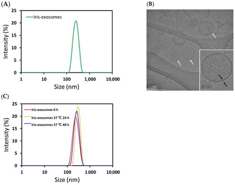 Iris germanica L. Rhizome-Derived Exosomes Ameliorated ...