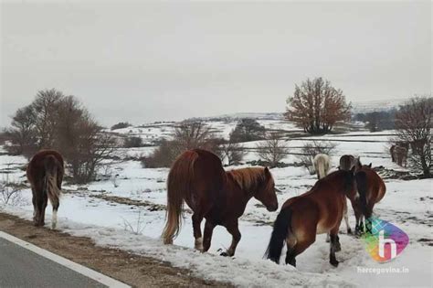 (FOTO) Pogledajte prekrasne fotografije divljih konja kod Livna ...