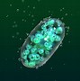 cyanobacteria 的图像结果