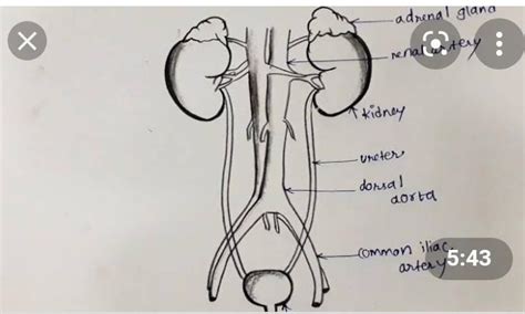 draw the diagram of excretory system *handmade* draw on notebook not on ...