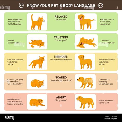 Cat and dog body language comparison, educational infographic chart ...