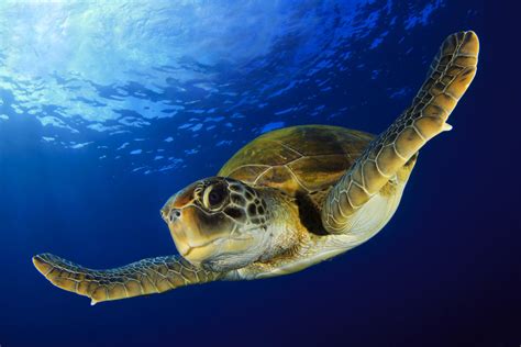 Green Turtle Information at Steven Tolle blog