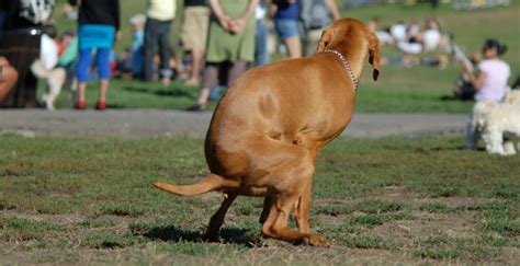 Image result for How Do Dogs Poop