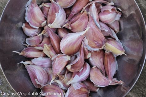 Image result for Planting Spring Garlic