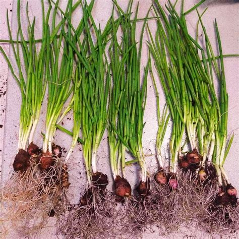 Amazon.com : 6 Walking Onion Plants Live for Planting Outdoors, 5 to 10 ...