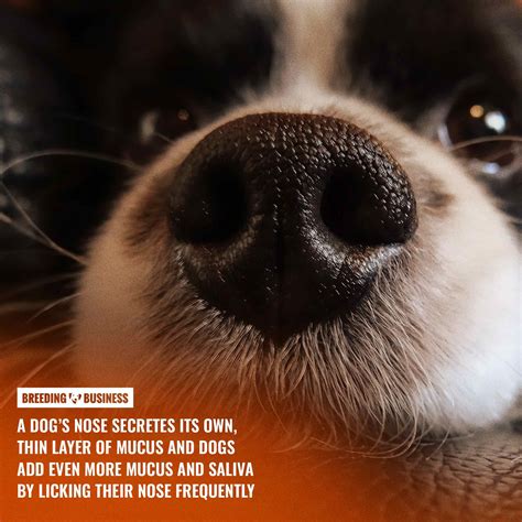 Why Do Dogs Have Wet Noses? – Reasons, Illness and FAQ