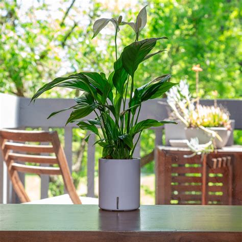 Peace Lily Light Requirements | Intuitive Plants