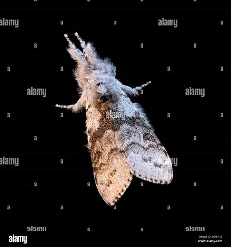 Closeup of topside of Pale Tussock Moth (Calliteara pudibunda) with ...