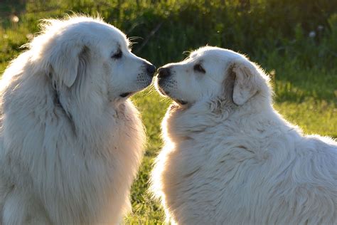 Great Pyrenees Wallpapers - Top Free Great Pyrenees Backgrounds ...